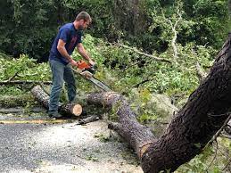 How Our Tree Care Process Works  in  Lake Los Angeles, CA