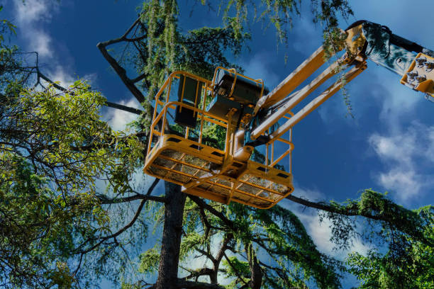  Lake Los Angeles, CA Tree Services Pros