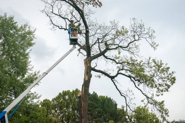 Reliable Lake Los Angeles, CA  Tree Services Solutions