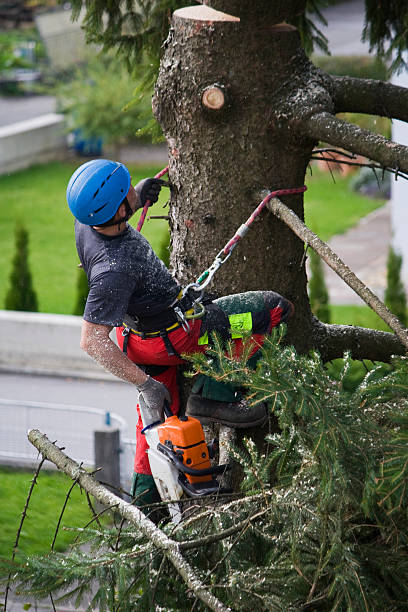 Best Leaf Removal  in Lake Los Angeles, CA