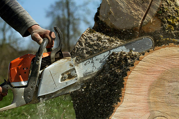 Best Stump Grinding and Removal  in Lake Los Angeles, CA